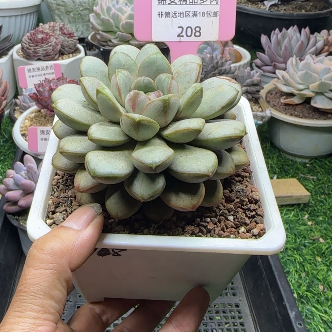 锦安精品多肉植物208