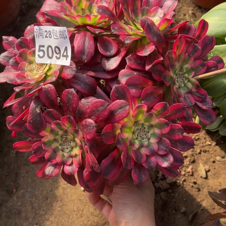 5094舞天姬多肉植物