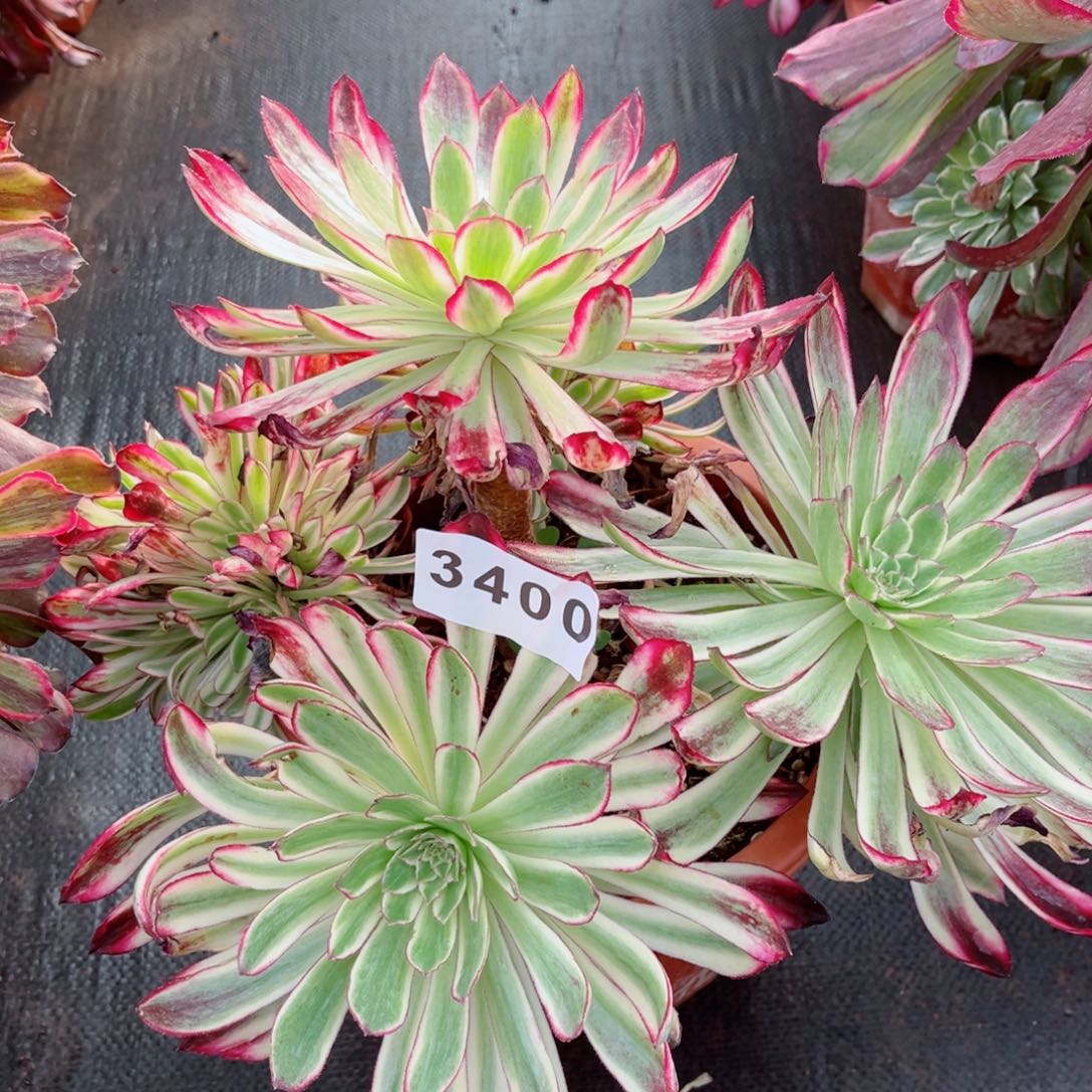 绿体仙墨不售后多肉