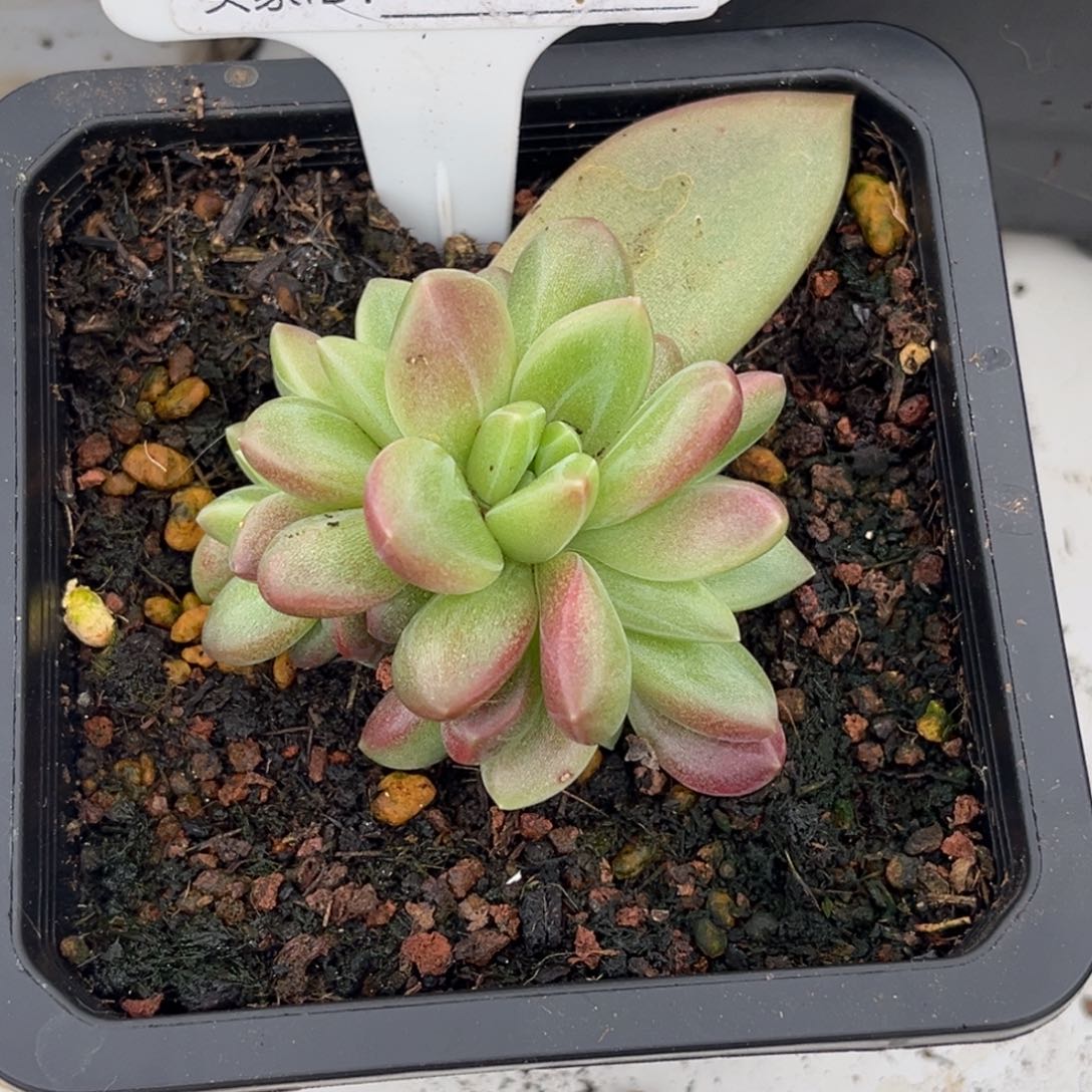 迷雾泡泡多肉植物411