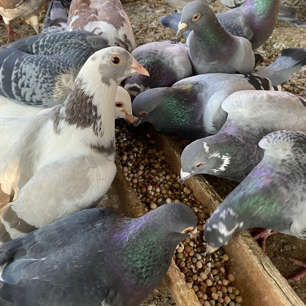 老鸽子农家粮食散养土乳鸽子老鸽新鲜现杀煲汤佳品顺丰包邮冷链运