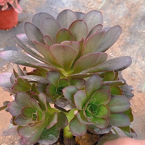 779魅金多肉植物