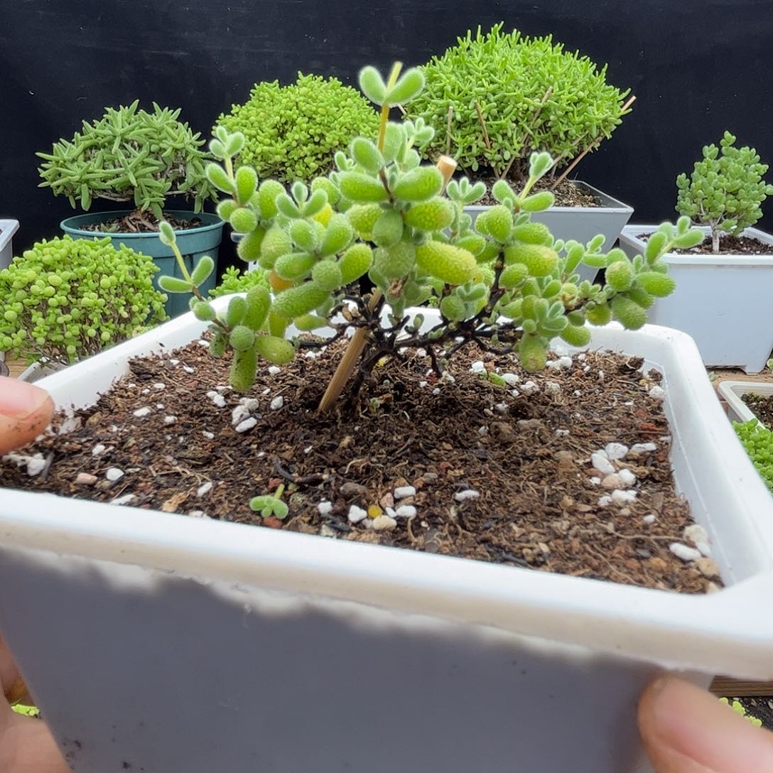 玄***兔翡翠优选枝干番杏