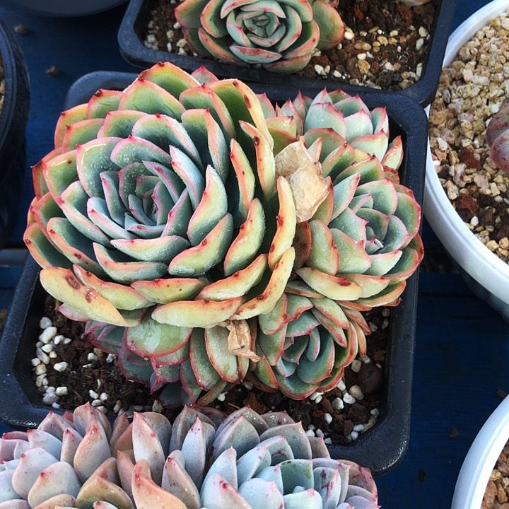 晨露自然群多肉植物