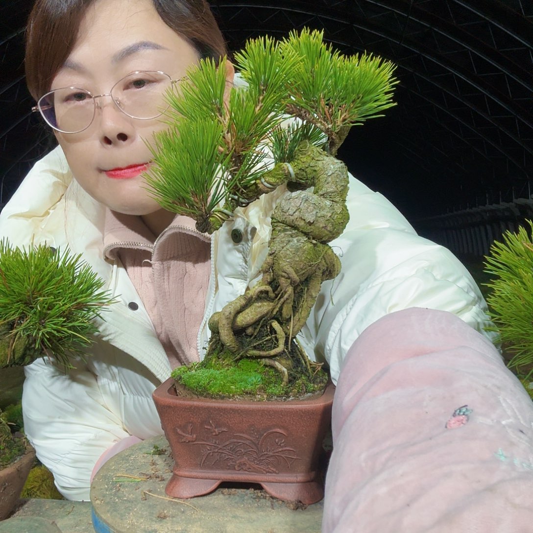 嘻***南完全开放三河黑松盆景