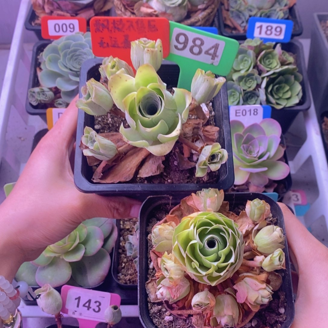 稳*飘枝玫瑰一物一拍984