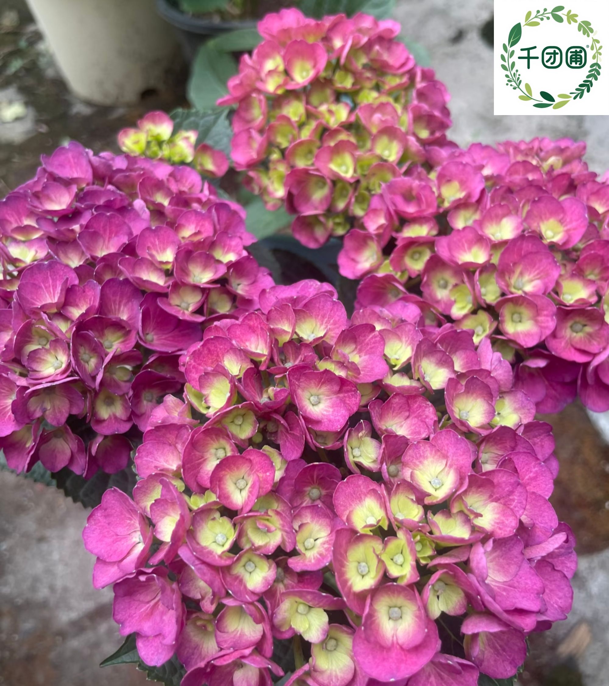 【黑夜女王】二加仑绣球花苗阳台盆栽庭院花卉植物