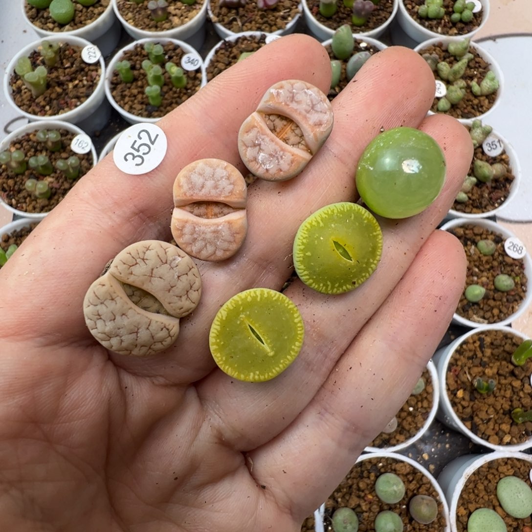 J***SJ专拍6颗脱土3520000