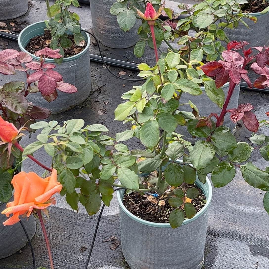 无花朵万圣节，1.8加仑土球发货