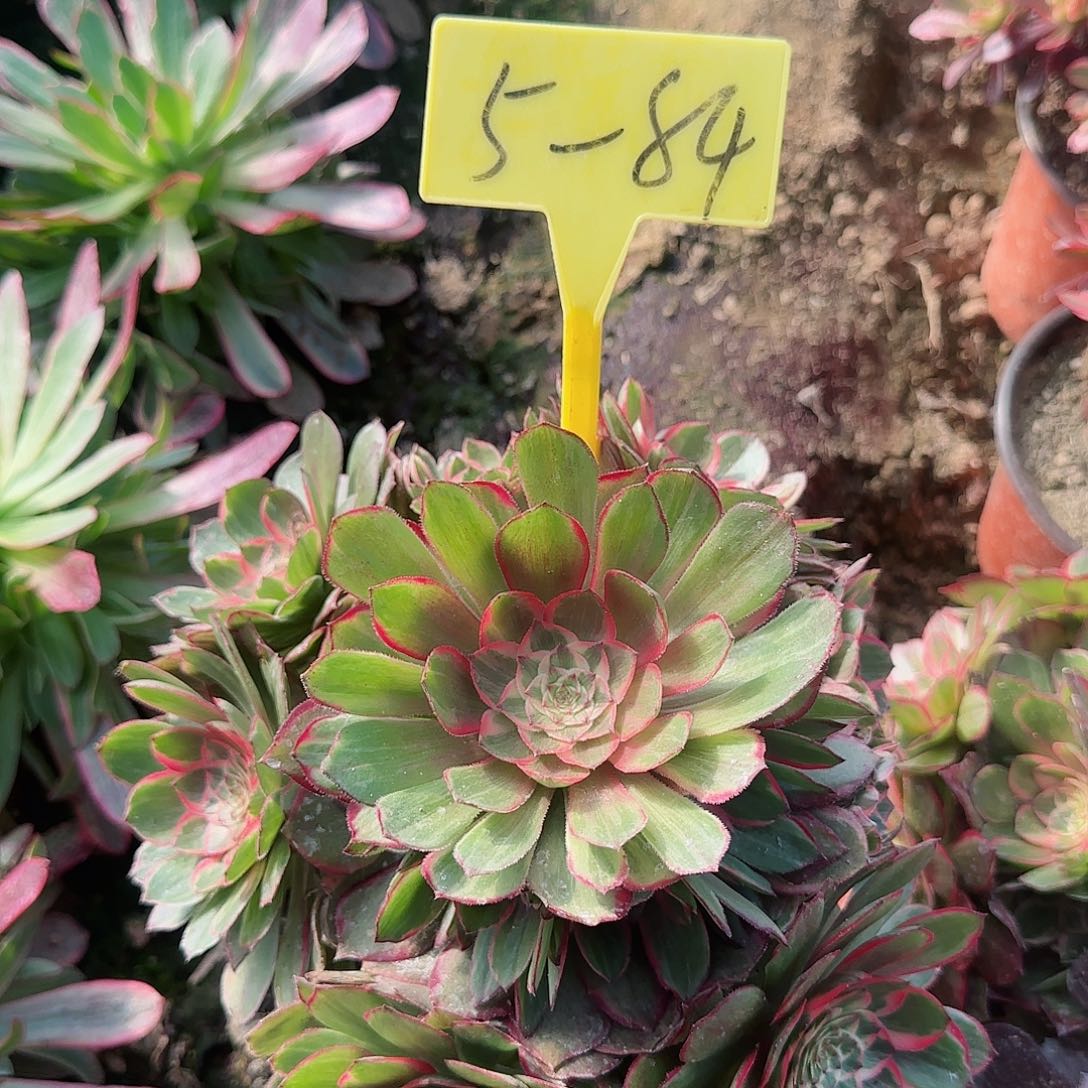 5-84---多头多肉植物