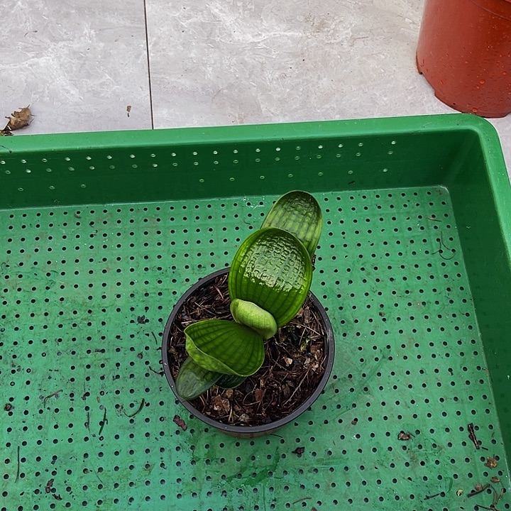 完全开放十八苗子