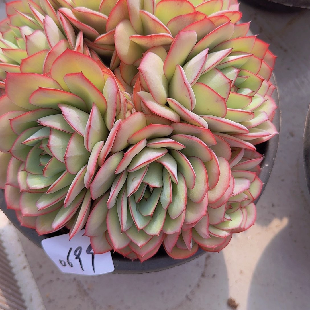 女*0699牡丹亭多肉