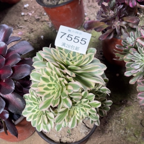 迈巴赫多肉多肉7555