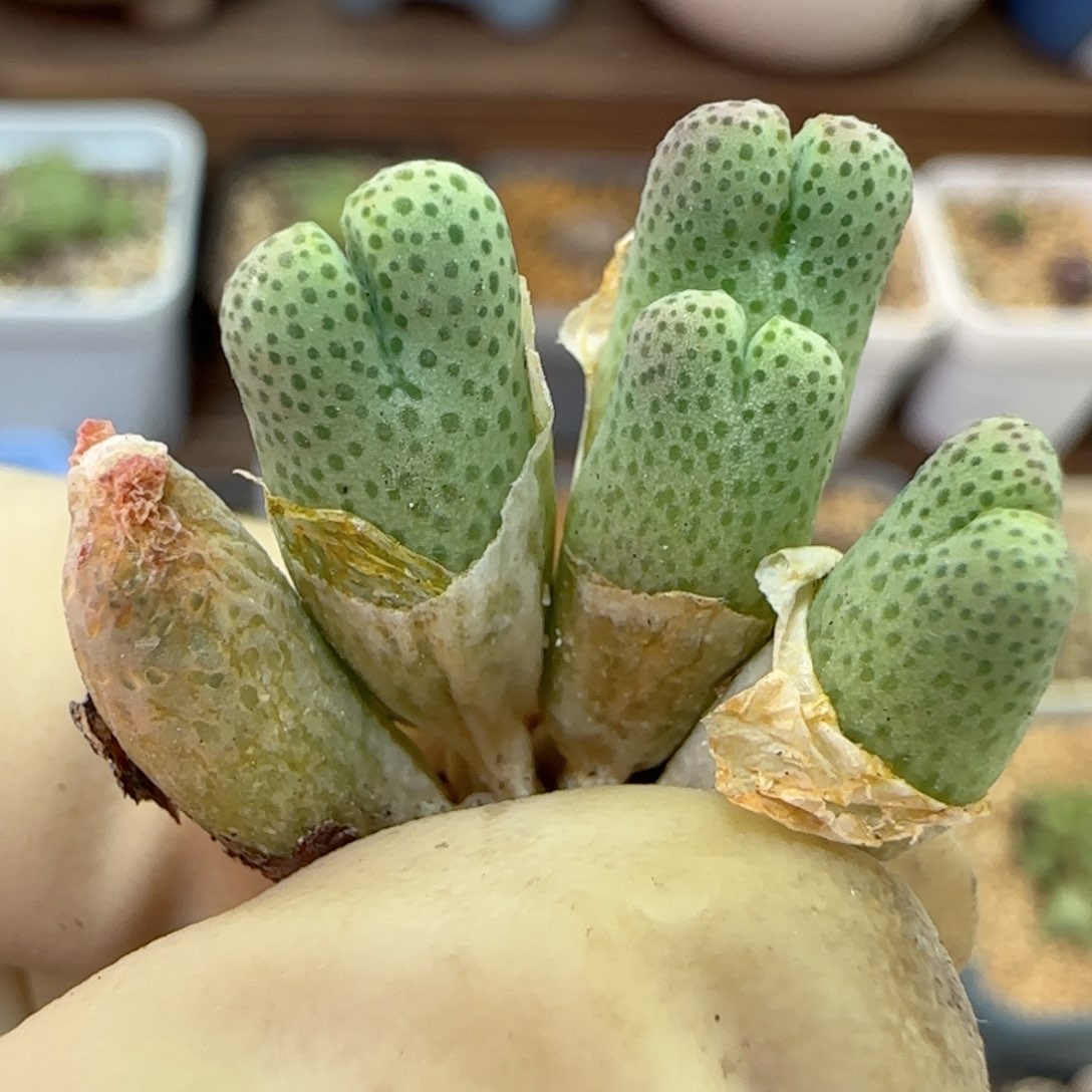 096园艺优选红斑马
