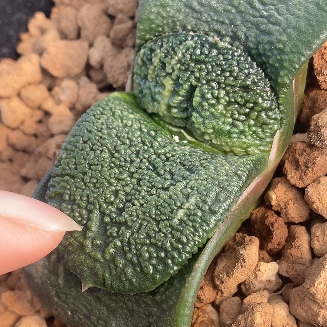 349卧牛实生锦颗粒真好带盆发货