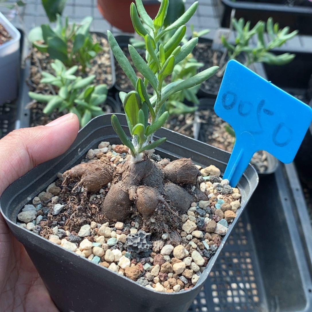 海星厚敦菊多肉植物