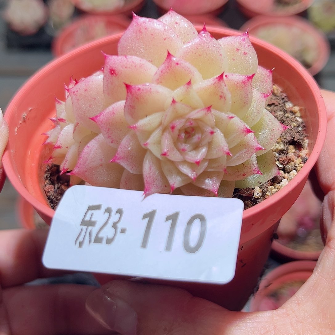 乐23-110麦秆群不包整