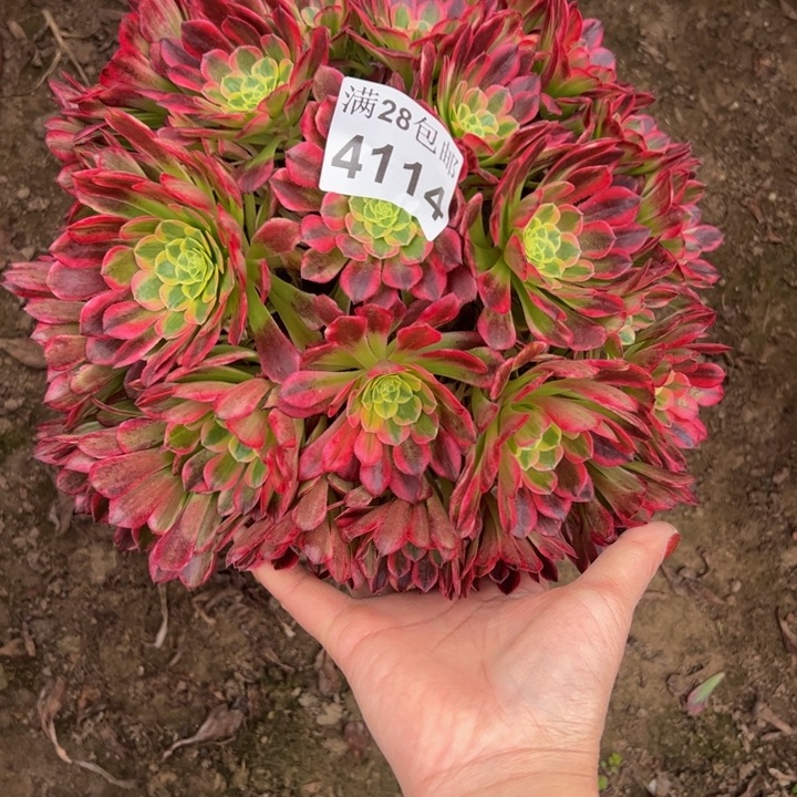 4114朝霞多肉植物