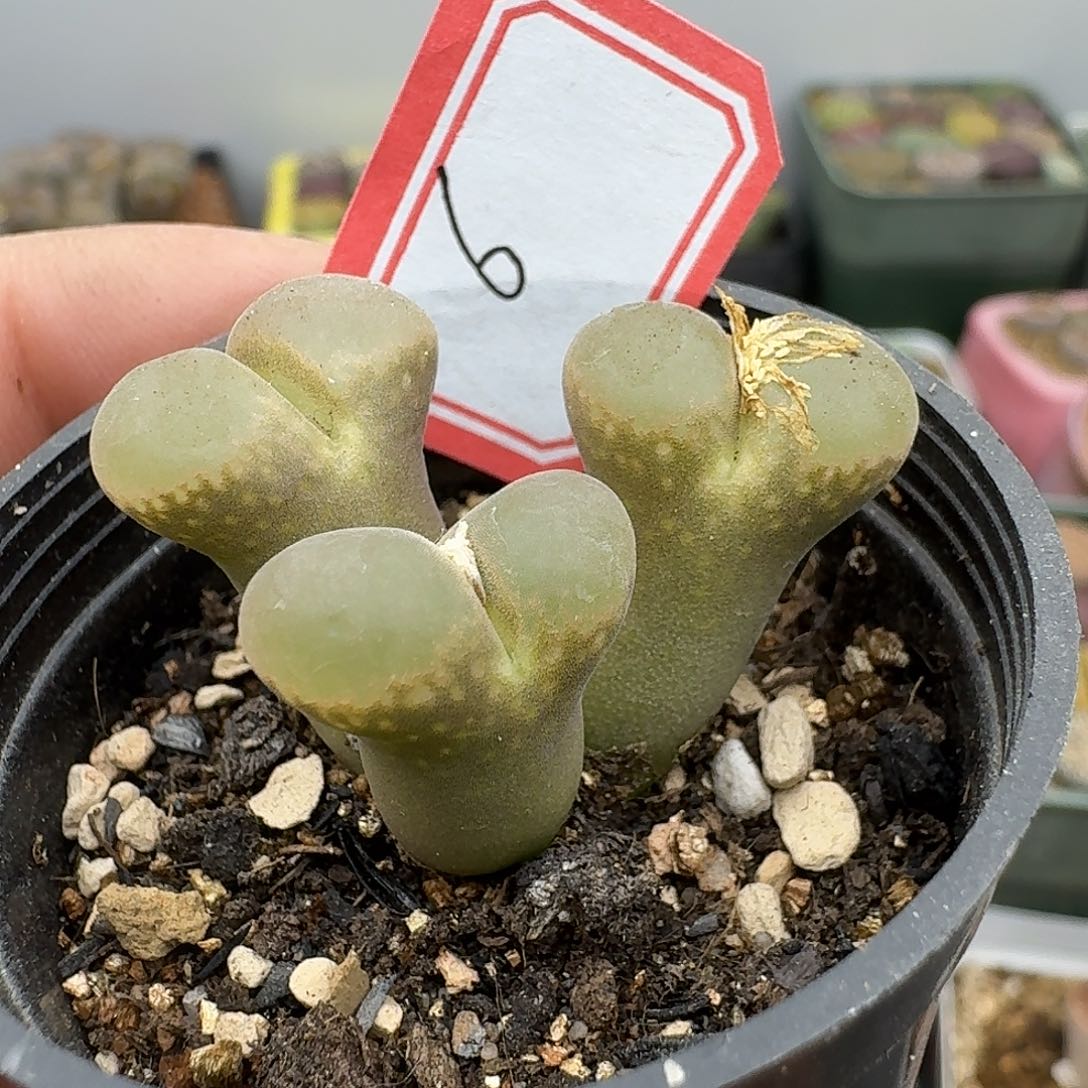 6多肉哈哈哈哈哈哈哈