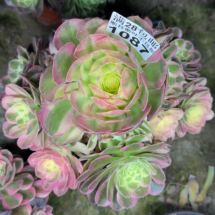 1087玉姿多肉植物