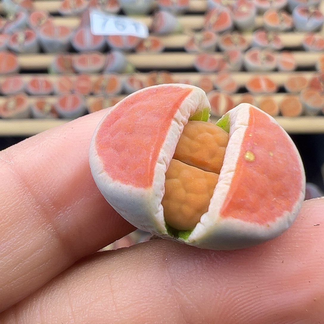767这就是选拔价值