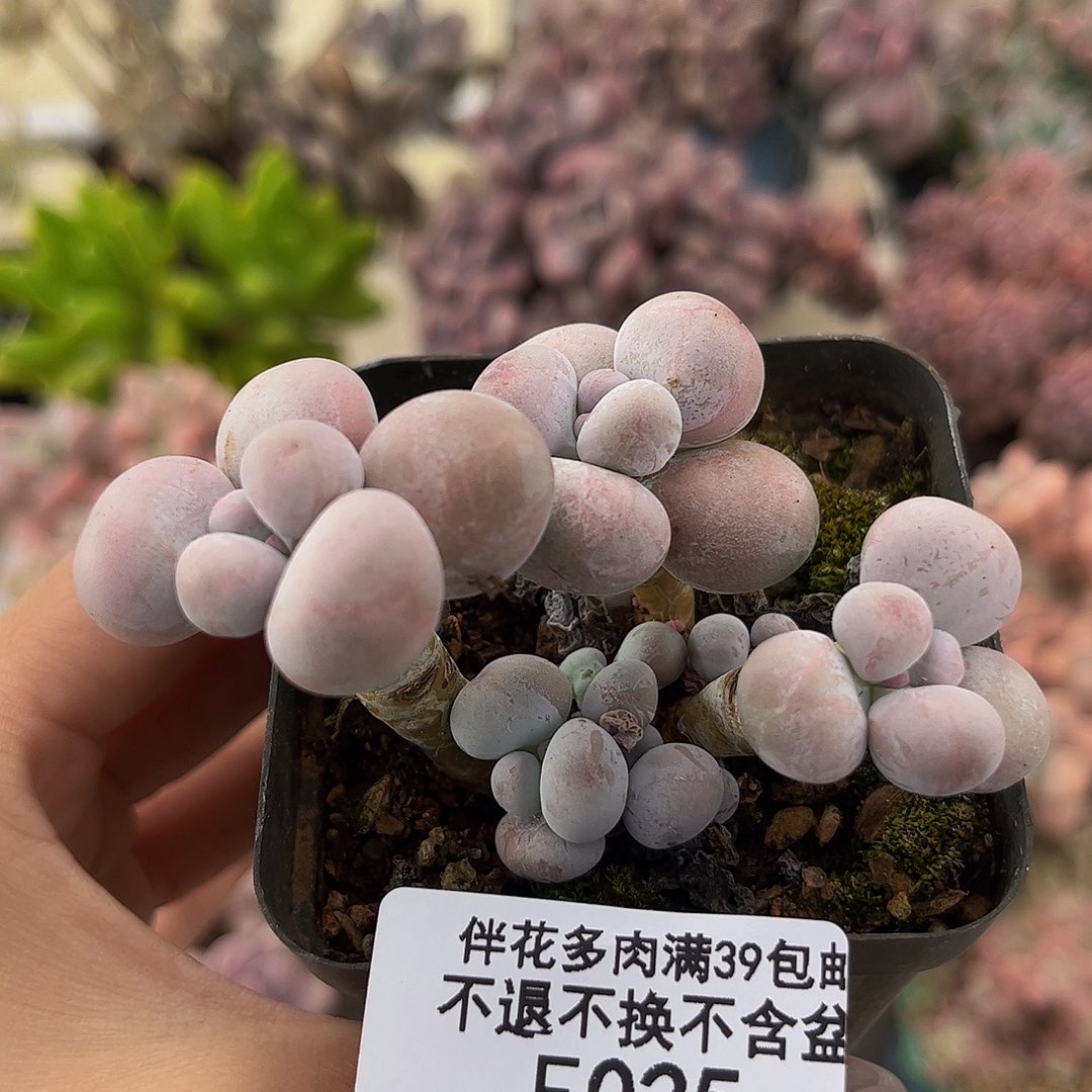 025-芭比奶多肉6cm