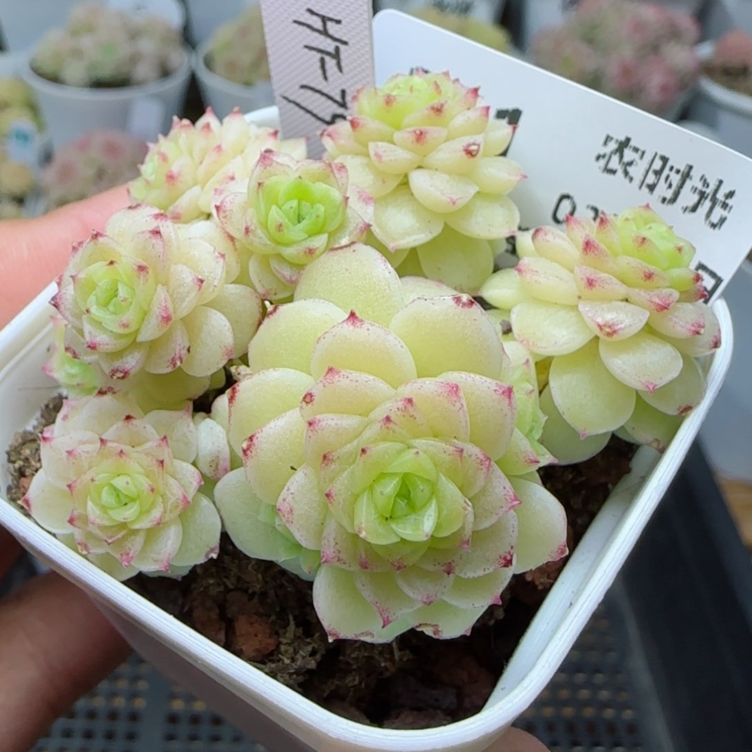 【闪购商品】0226-231（ht-79）