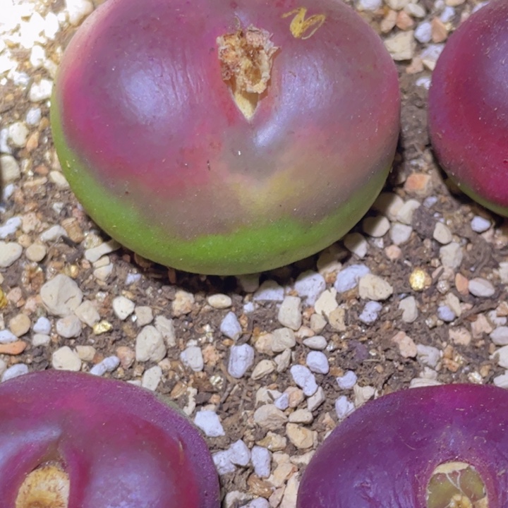 45888888689585854555555