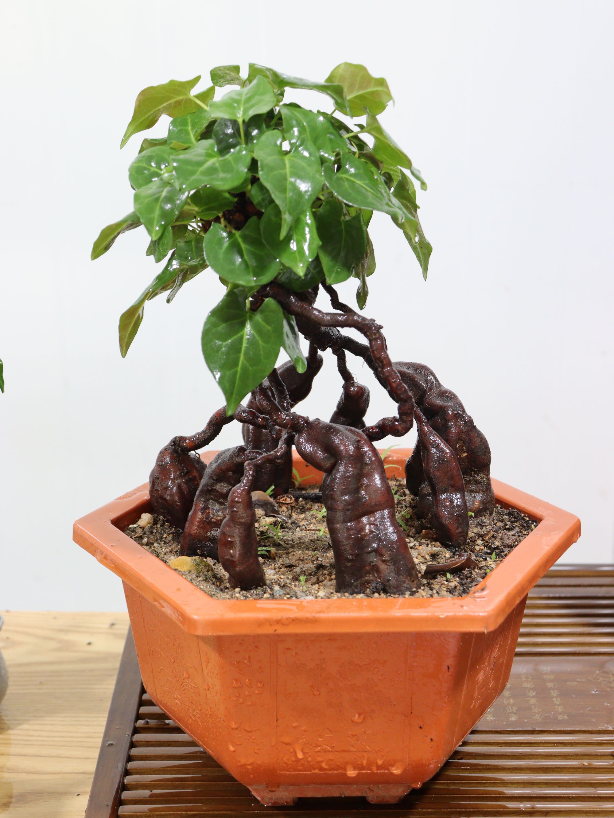 何首乌老桩盆景适合办公室桌面室内茶桌摆放的茶宠绿植