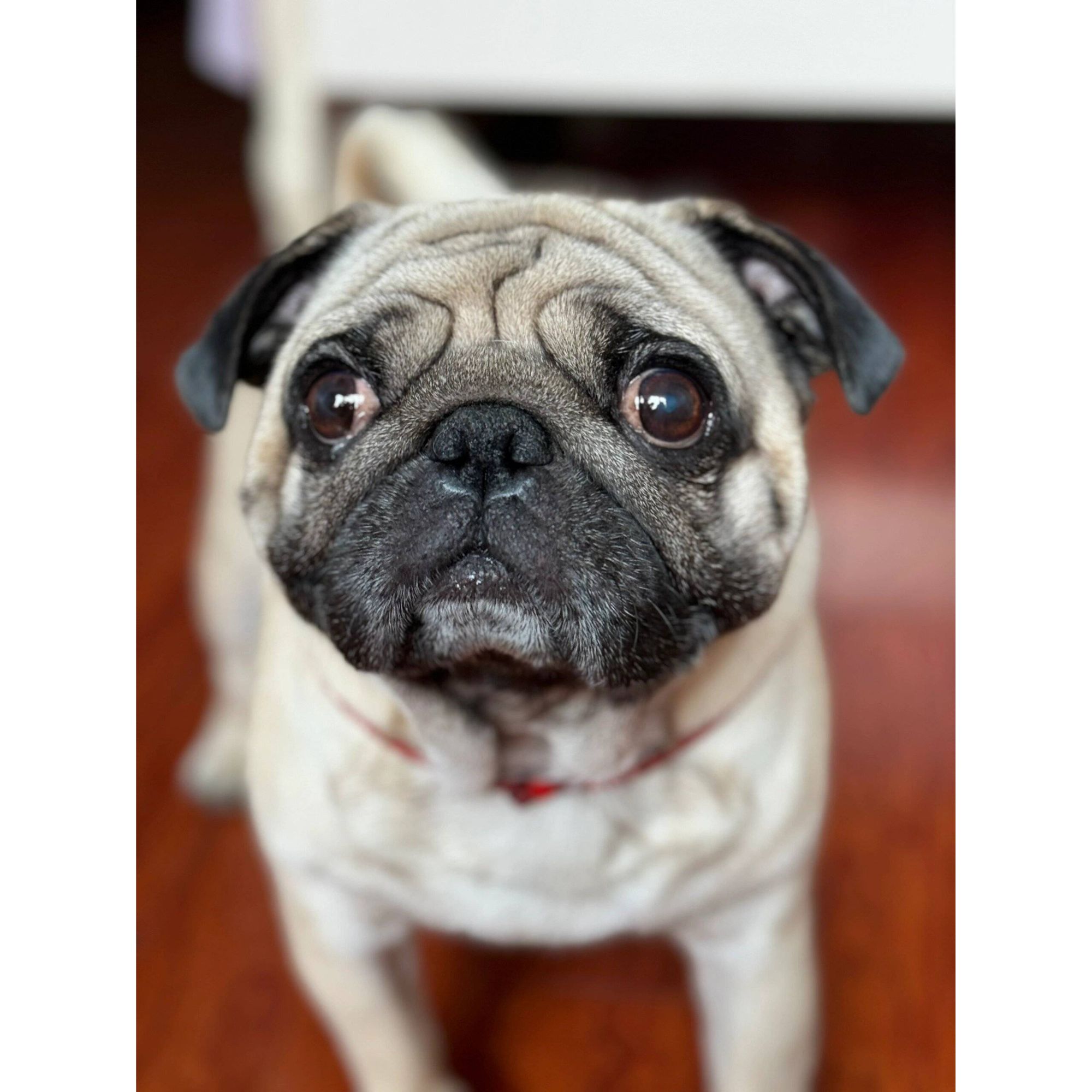 纯种小型活体宠物巴哥犬短毛迷你幼犬