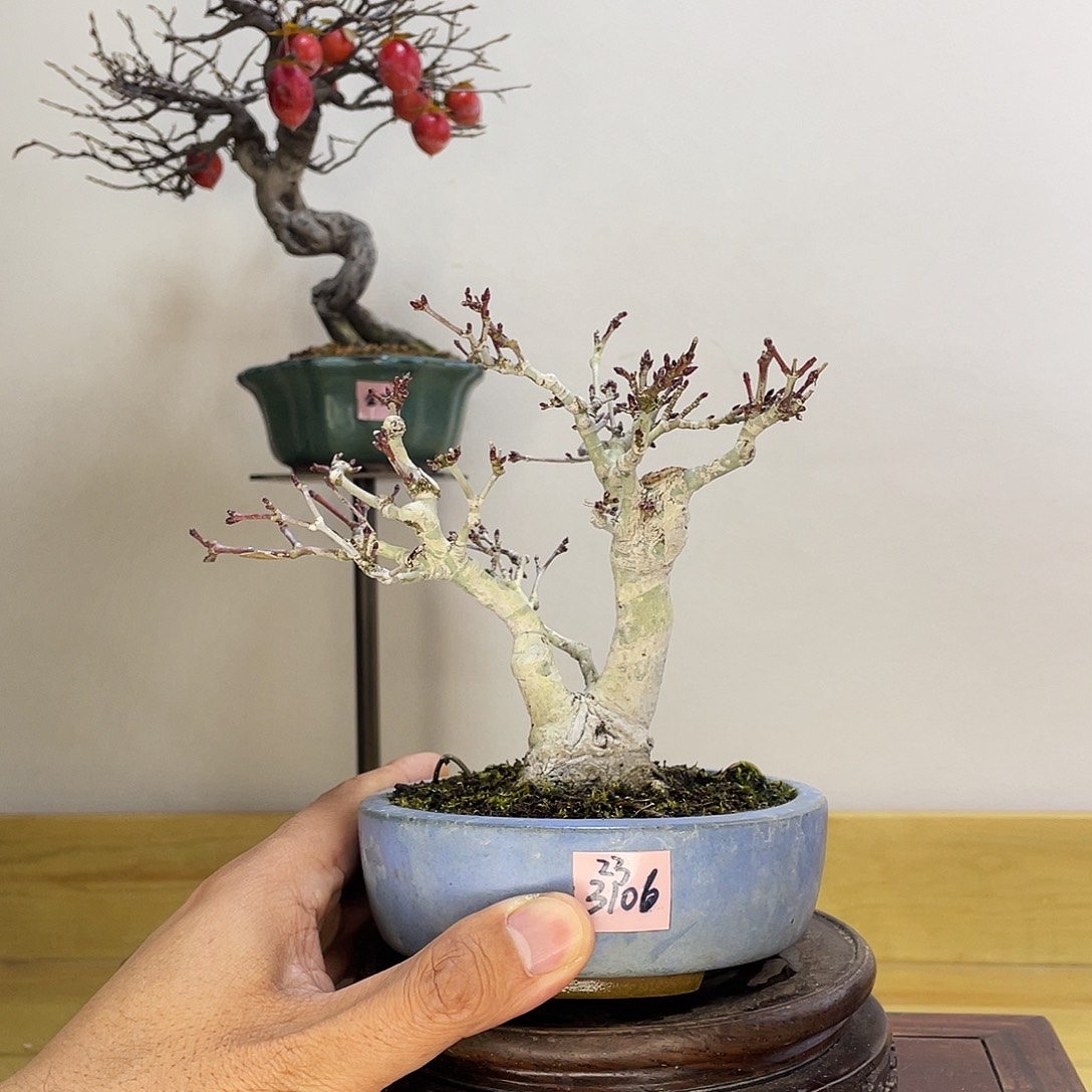 木本织姬枫树盆栽