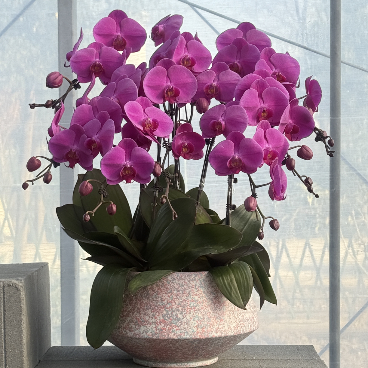 8株精品蝴蝶兰盆栽带花剑花苞室内花卉好养活乔迁贺喜送礼盆栽