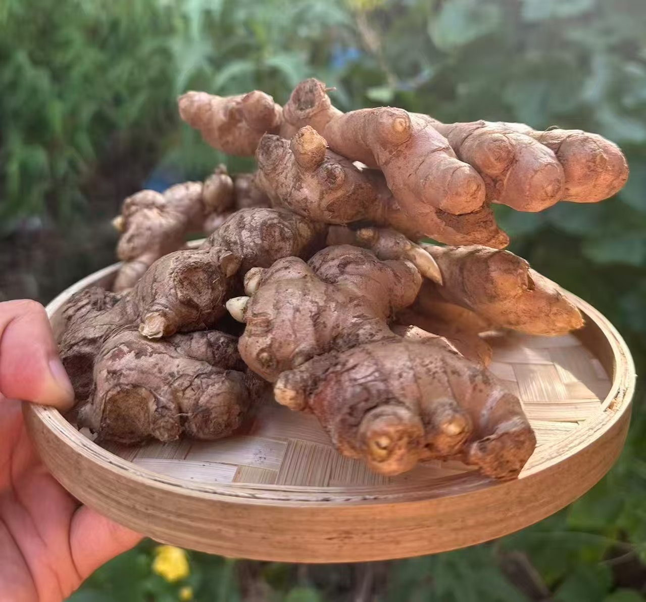 重庆现挖老姜姜浓郁姜香新鲜够味当季蔬菜姜