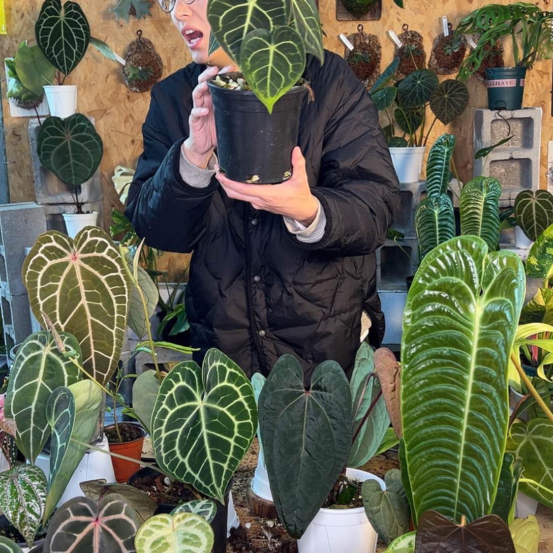 完全开放花烛老桩