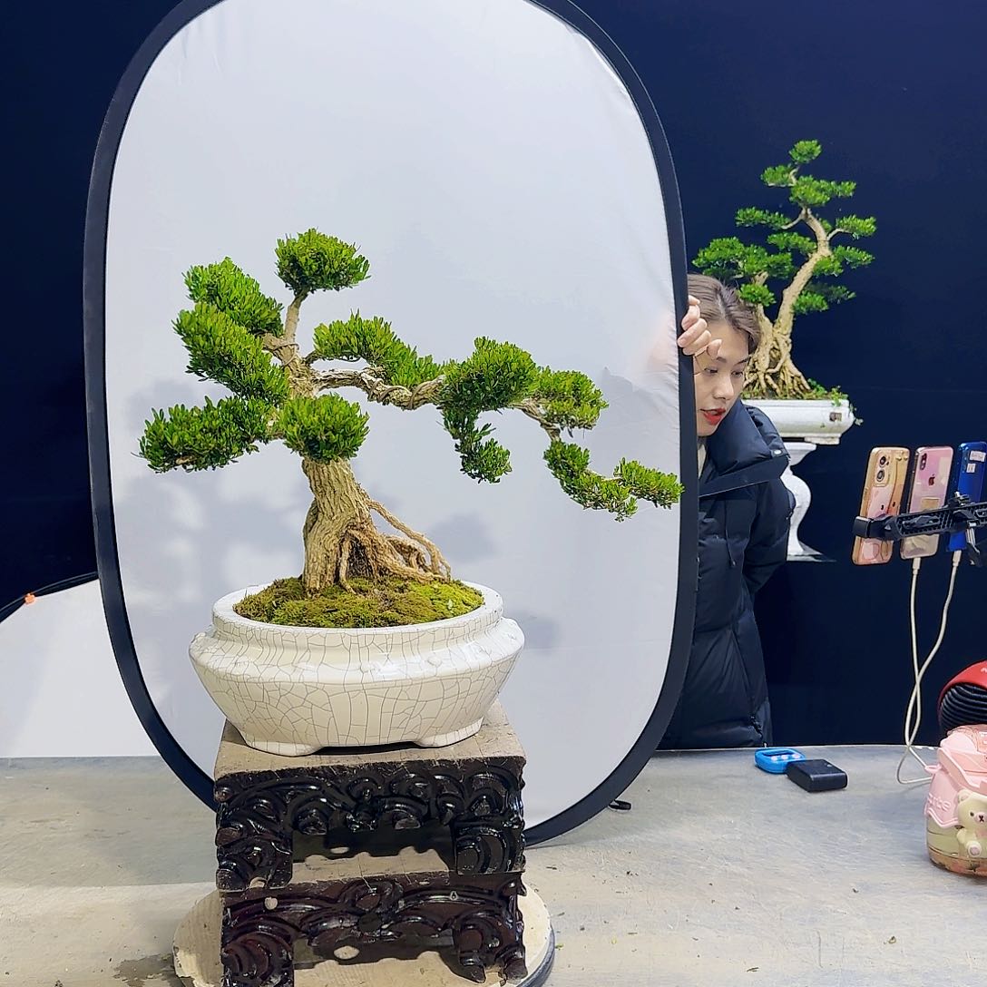 高端黄杨盆景艺术