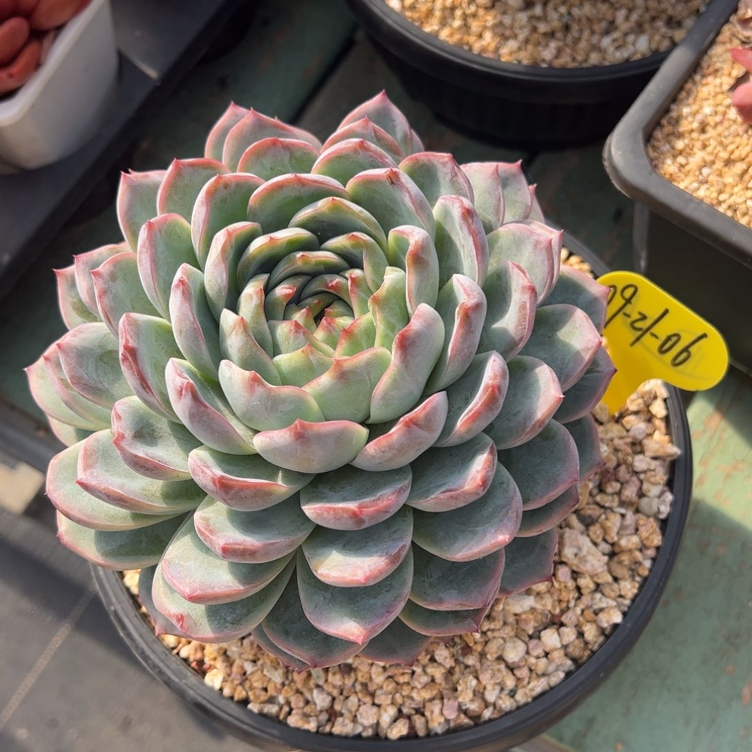 09-21-06紫梦多肉植物