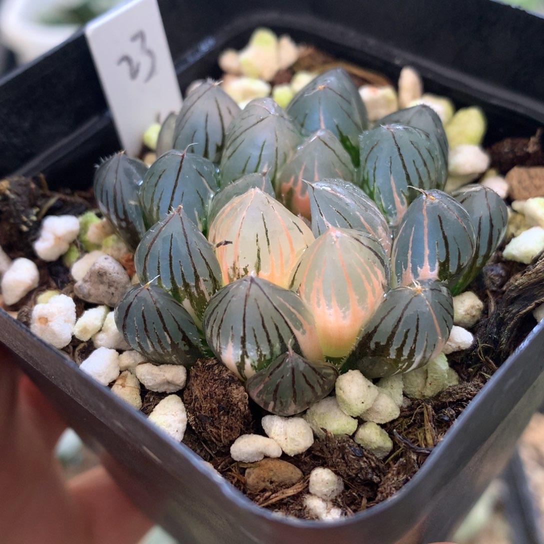 霓虹灯玉露锦，带盆一起