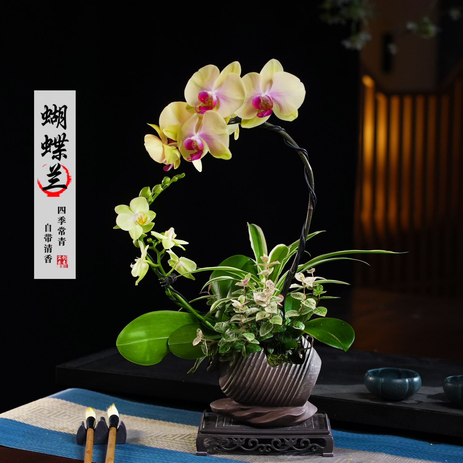 绿水晶朝日蝴蝶兰盆栽四季常青花卉茶桌面净化空气花办公室绿植