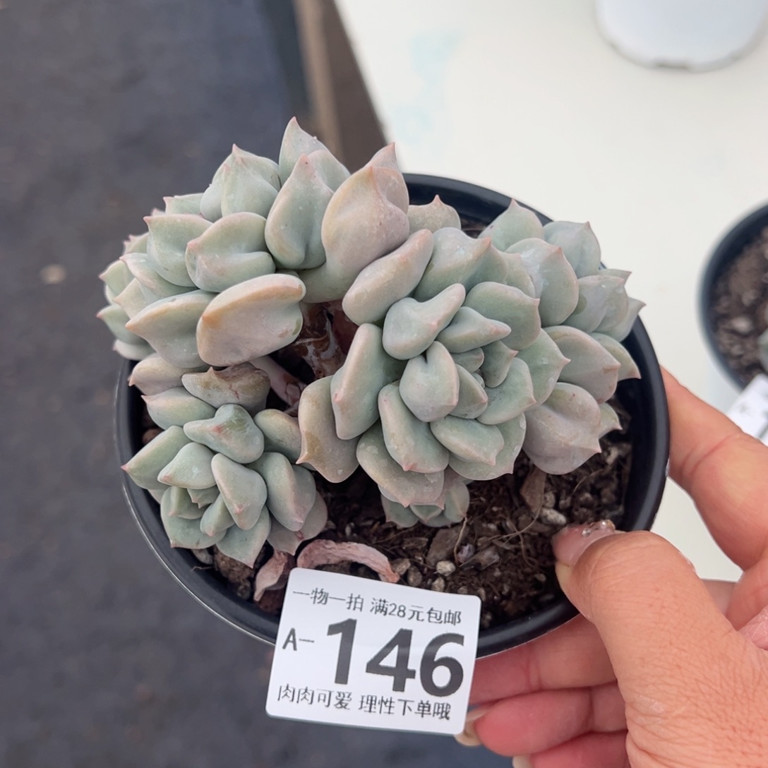 超奶多肉多肉多肉多肉多肉多肉