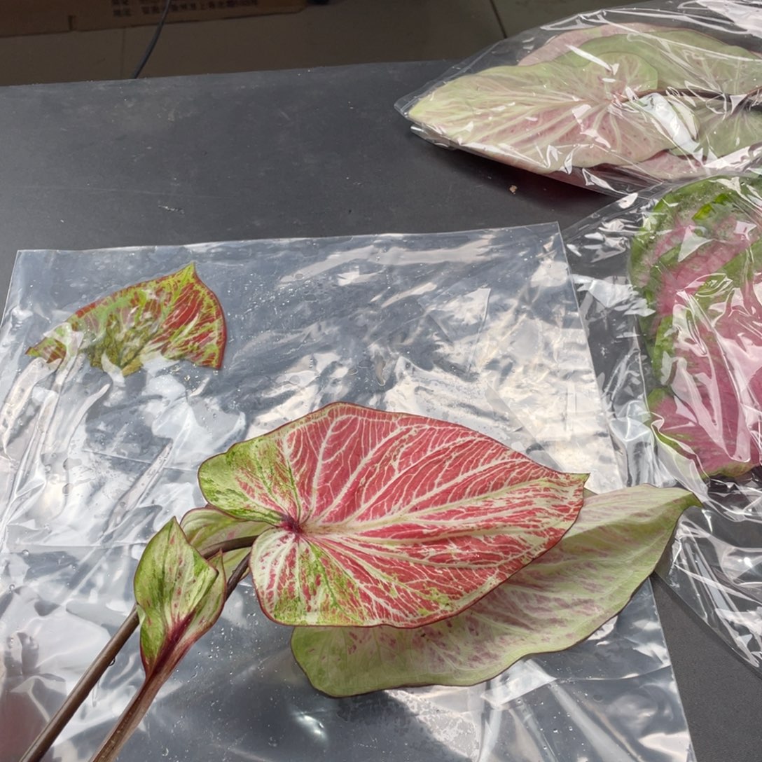 无花朵Q104花天使袋装