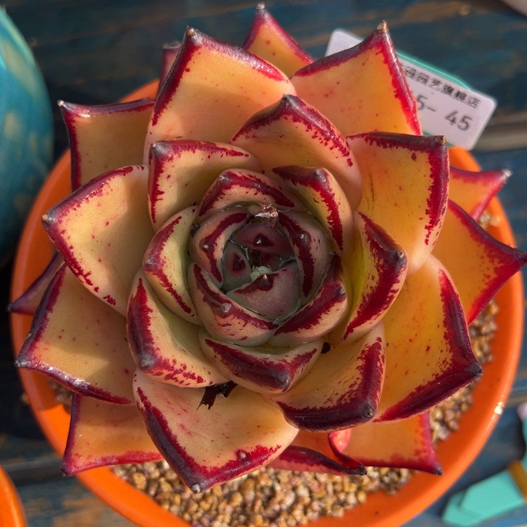 从前慢多肉精选编号0215.45