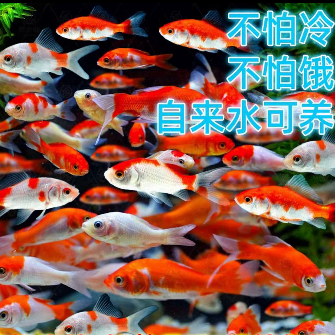 （45条）好养不怕冷火焰红金鱼耐活全国包邮