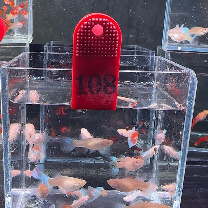 孔雀鱼108号，20条