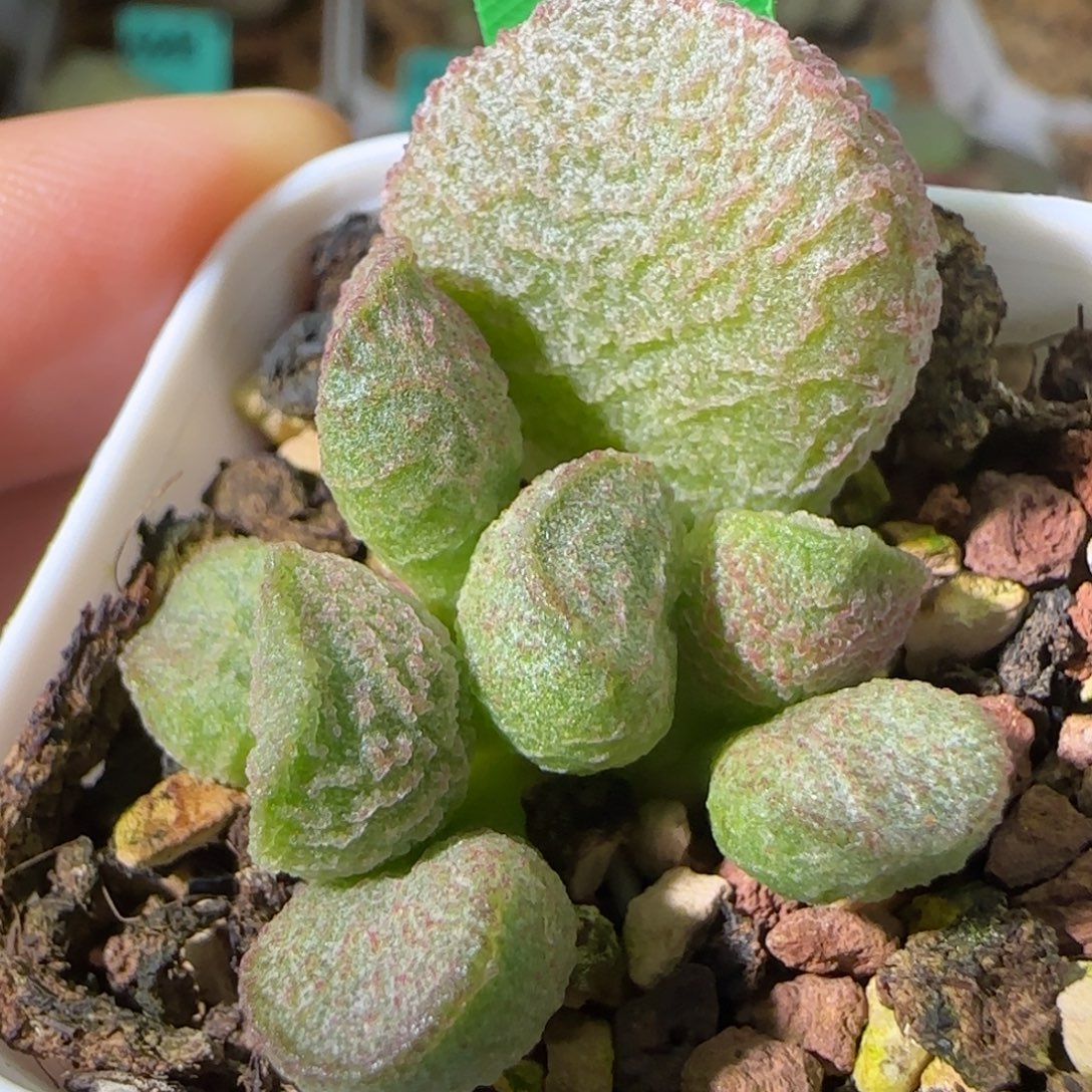 编号621叶插，四方盆发