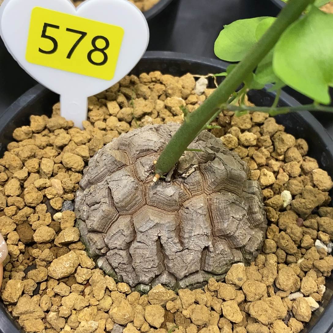 南非龟甲龙龟甲龙