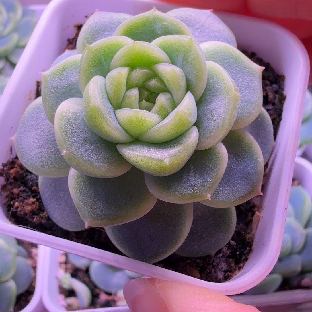 财富密码暴富yiwuyipai