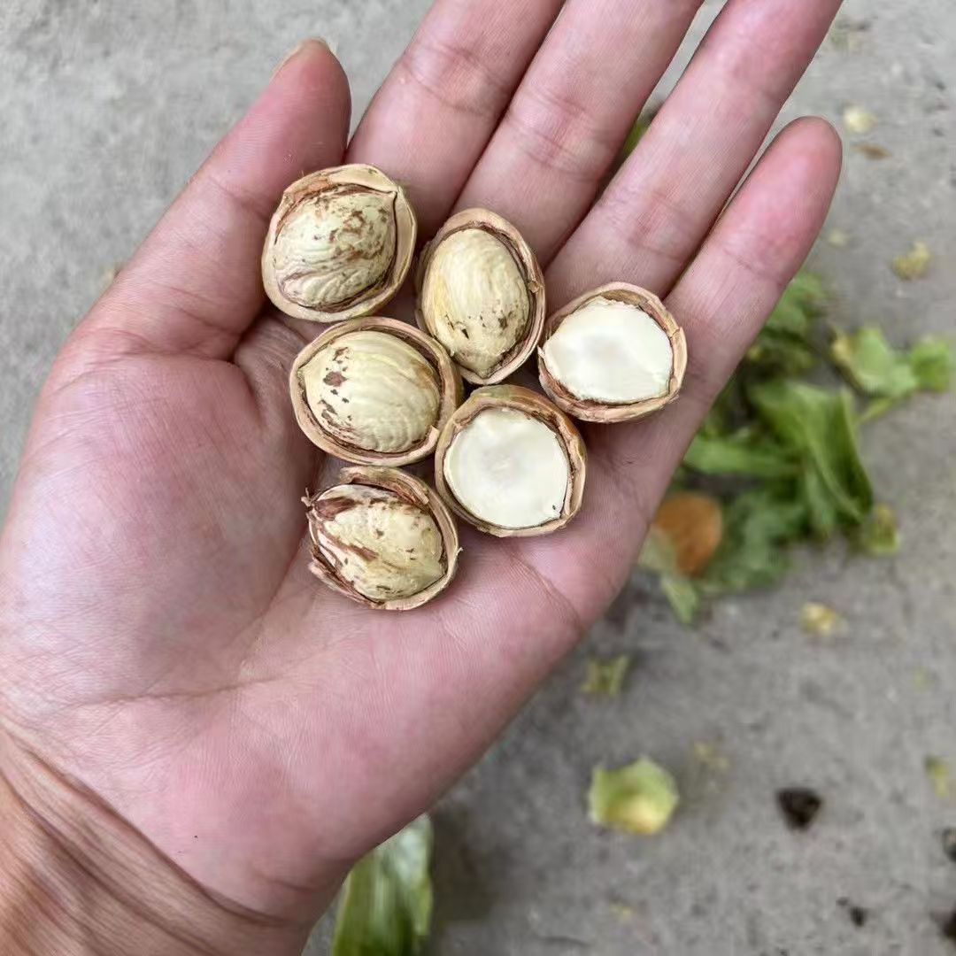 新鲜青皮水仁大榛子东北特产带绿皮坚果
