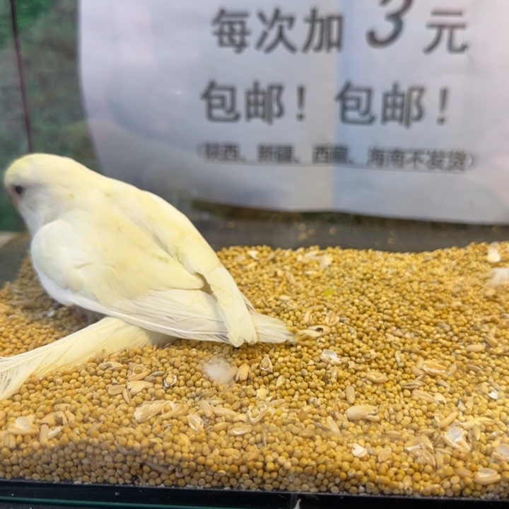 虎皮鹦鹉大头虎皮鹦鹉