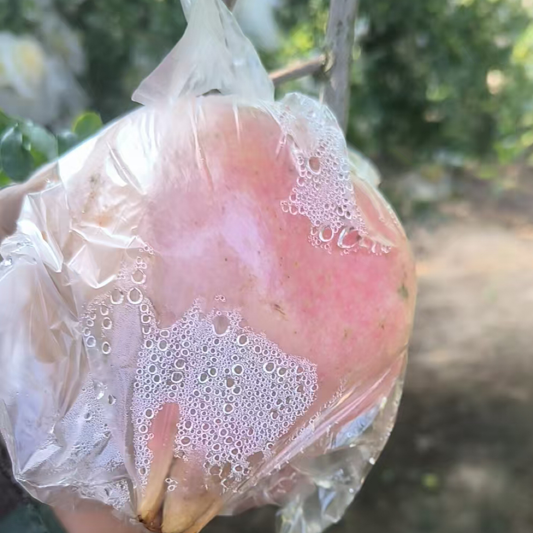 正在怀远粉皮玉石籽石榴7两到1斤2两