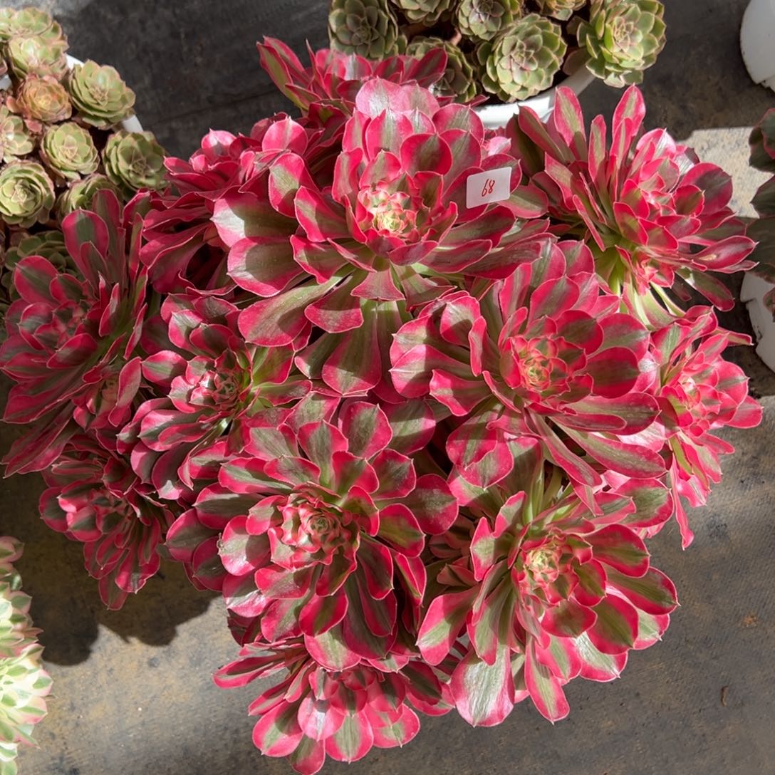 九***秋68花样年华多肉系紫